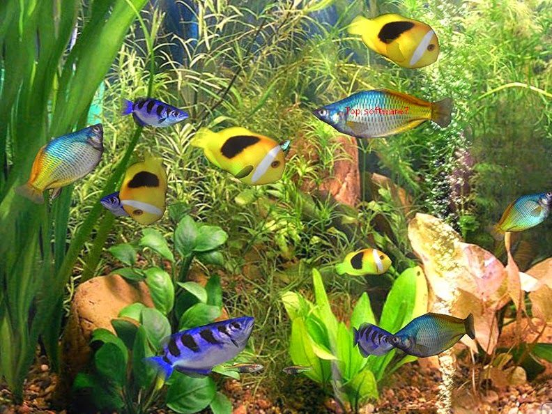 aquarium screensaver free for mac